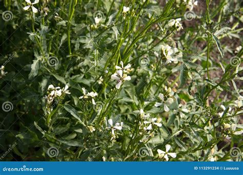 Eigenzinnigheid en Veiligheid bij het gebruik van Eruca Sativa zaad!