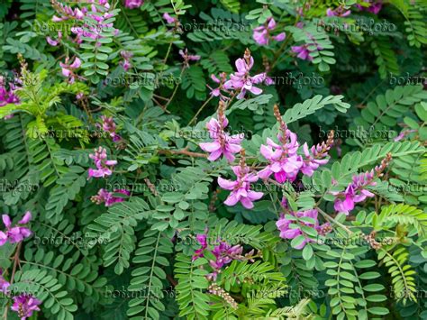  Indigofera Tinctoria: Een Kleurenrijk Mysterie voor de Moderne Textielindustrie