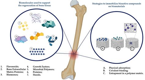  Osteoconduction:  Een revolutionaire biomateriaal voor botregeneratie?