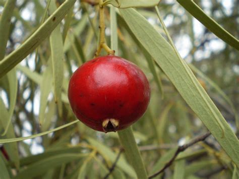  Quandong Fruit:  Een Duurzame Bron voor Biologische Kleurstoffen en Natuurlijke Bindmiddelen?